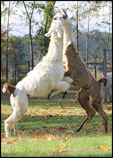 Boys Jumping