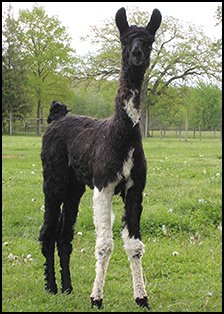 American Spirrit 2019 Female