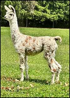 Amazon Myth Female cria