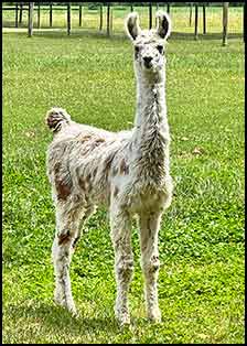 Amazon Myth female cria