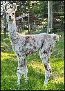 Amazon Myth female cria