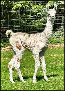 Amazon Myth female cria