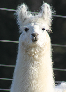 Female cria DOB 6-4-11