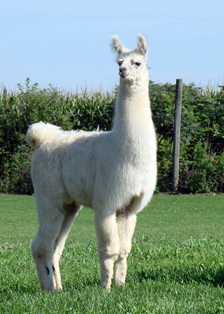 Female cria DOB 6-4-11