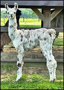 Star Frosted Passion female cria