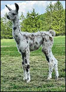 Frosted Passion female cria
