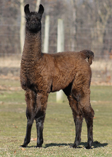 Female cria DOB 11-22-11