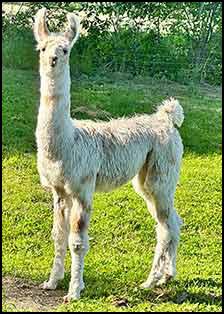 Star Primrose female appy cria