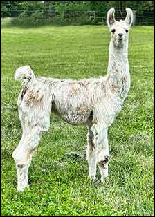 Star Primrose female appy cria
