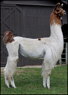 Star American Spirrit