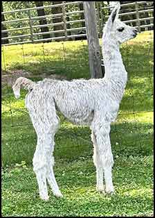 Trinight's female cria