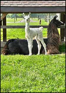 Trinight's female cria