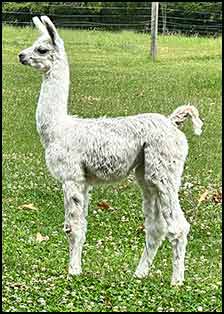 Trinights female cria