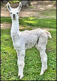 Trinight's female cria