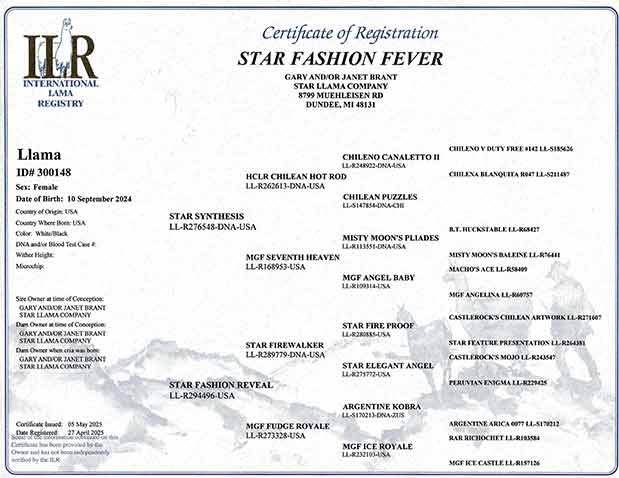 Fashion Fever certificate
