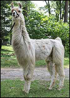 Star Frosted Picaso