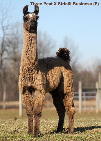 Three Peat X Star Strictli Business (F)