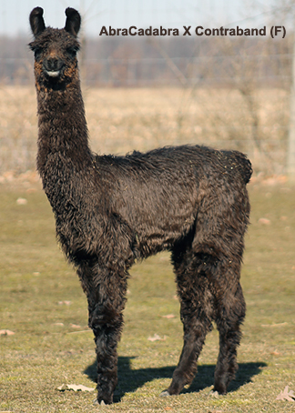 Abra Cadabra X Contraband (F)