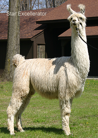 Star Excellerator