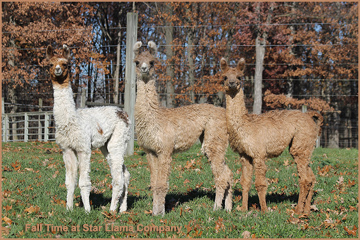 2011 Fall Female cria