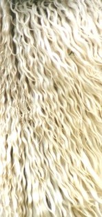 Star Strictli Business wool shot