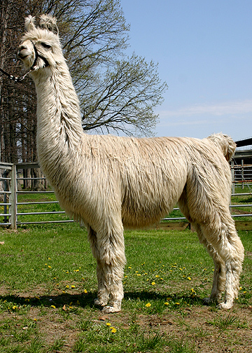 Star Excellerator
