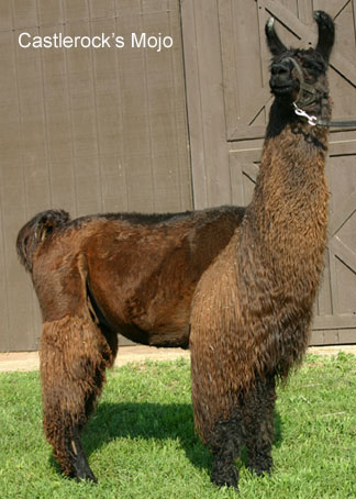 Castelrock's Mojo